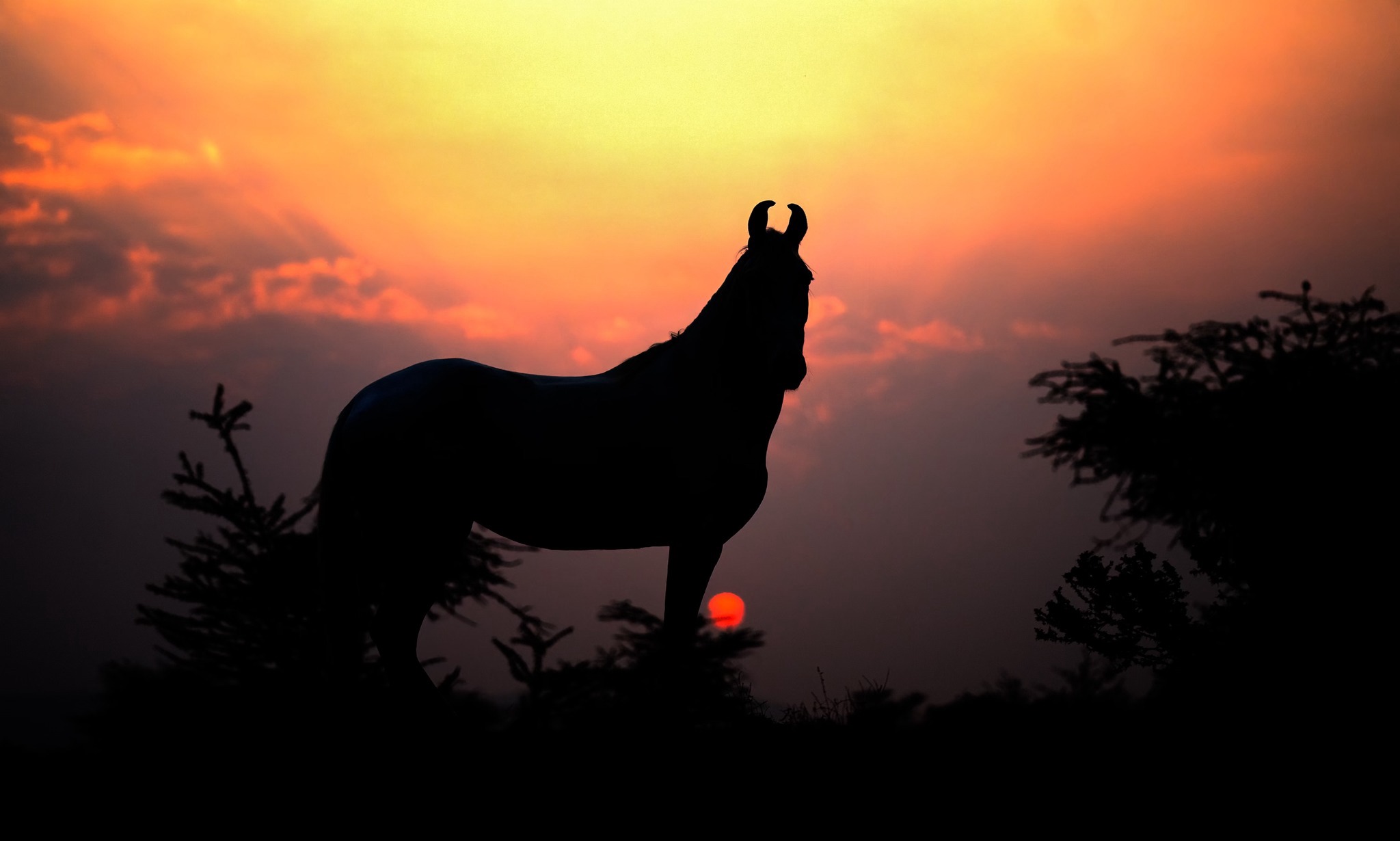 Silhouette of a horse